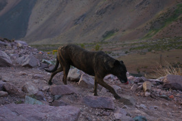 Aconcagua Ultra Trail 2023