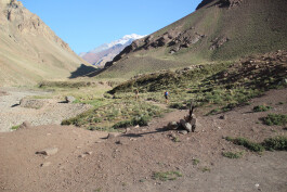 Aconcagua Ultra Trail 2023